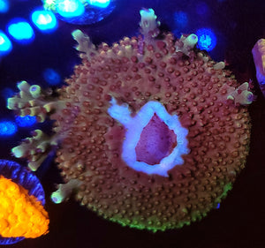 Pink Caddy Type Acro Base