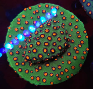 Alien Pox Cyphastrea frag 1inch