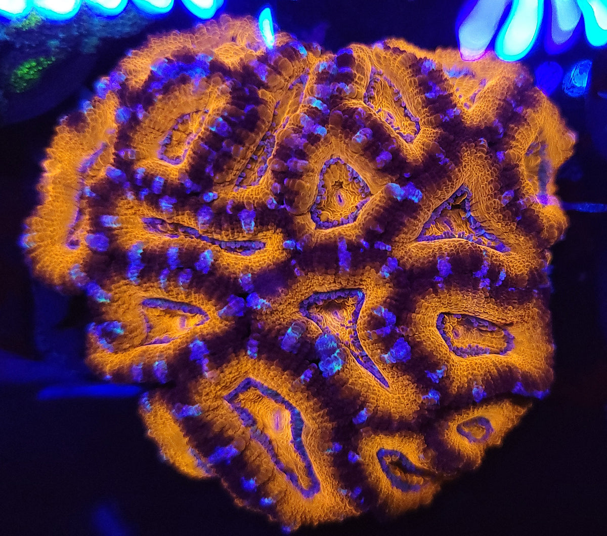 Glowforge Acan Colony – Savage Reef