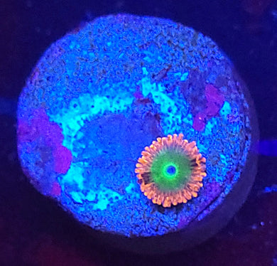 Electric Oompa Loompa Zoa