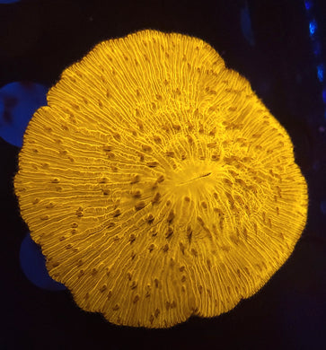 Sunkist Plate Coral