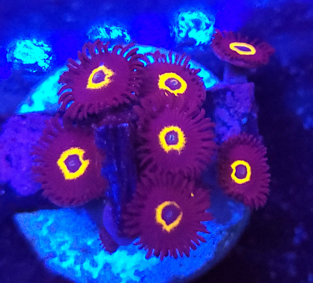 Halloween Hornet Zoas