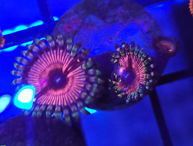 Pink Iris Zoas