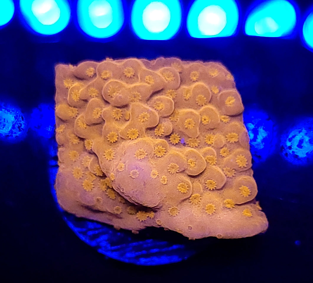 Pink Setosa Monti