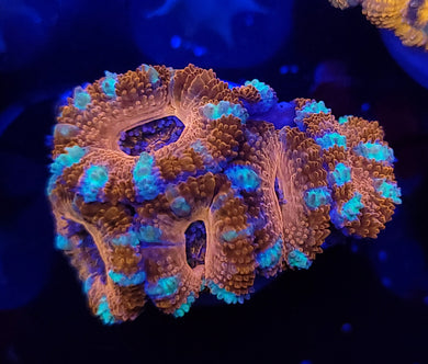 Peppermint Acan frag