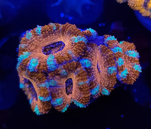 Peppermint Acan frag