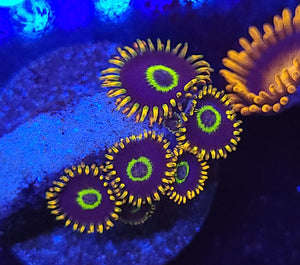 Rainbow Hornet Zoas