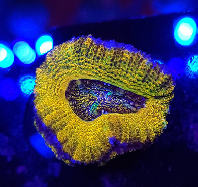 Ancient Sun Acans