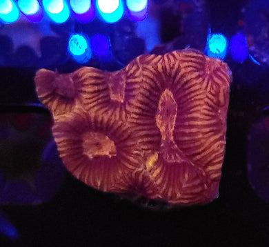 Pink Zebra Stripe Favia