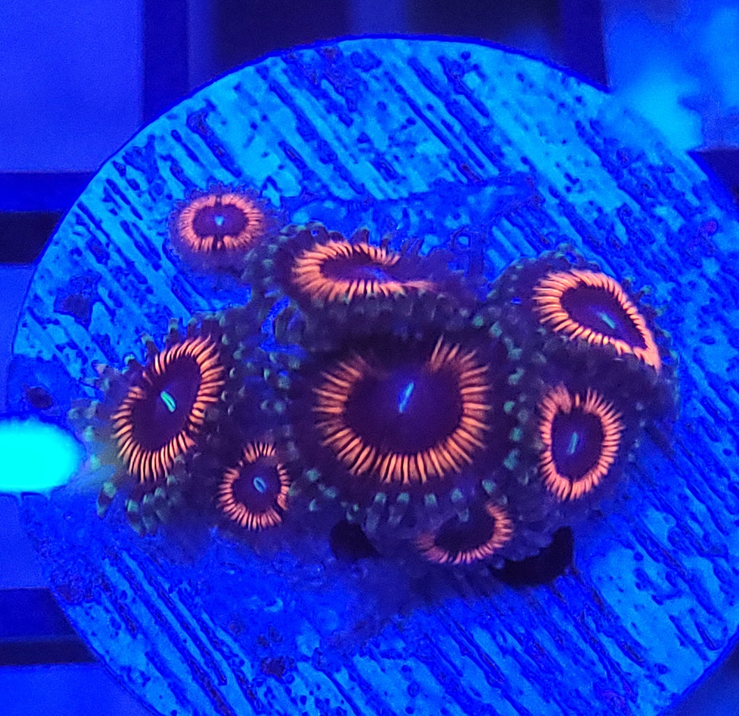Pink Iris Zoas