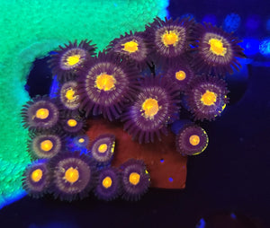 Blue Moon Zoas