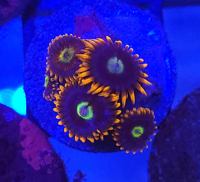 Circus Zoas