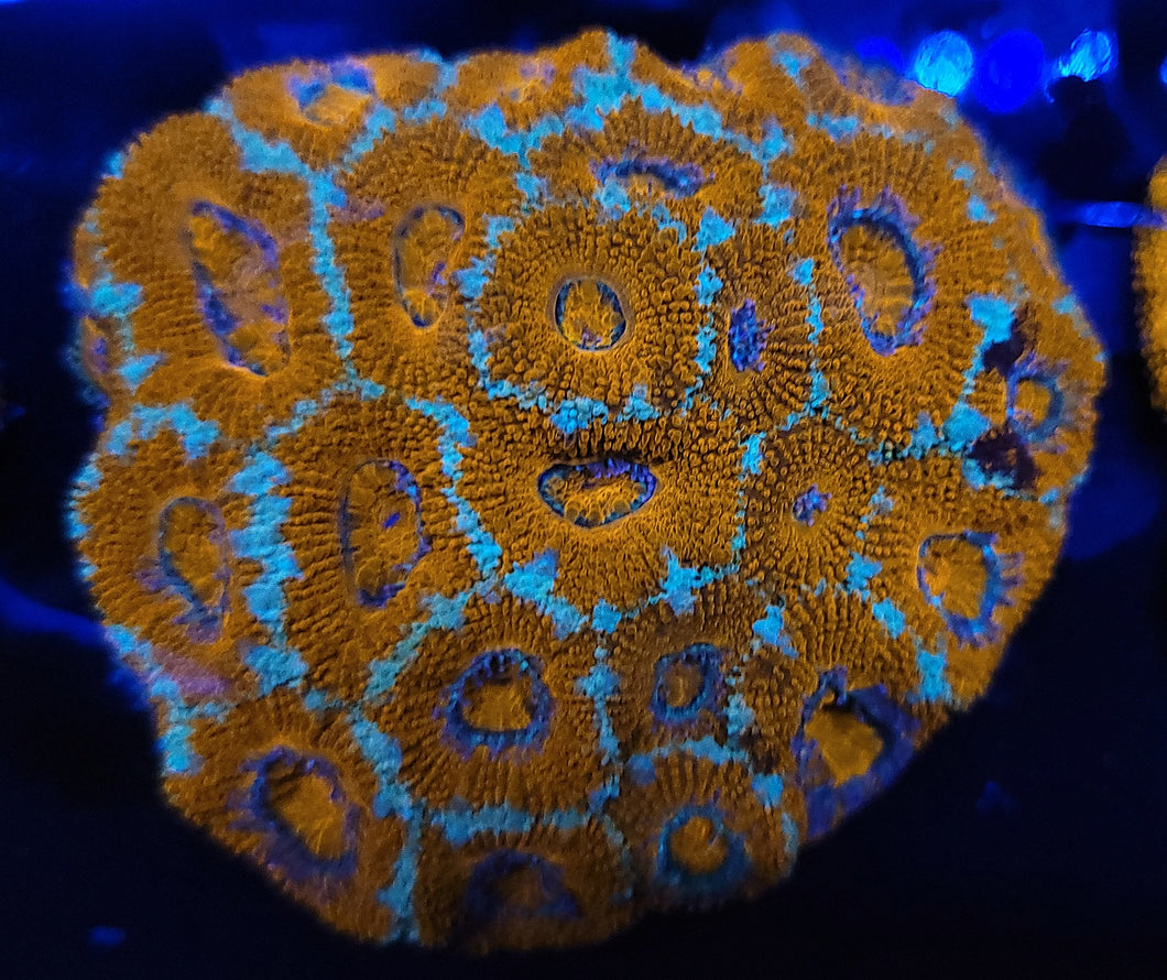 Frost Rim Acan Colony