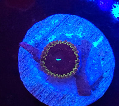 Pink Galaxy Zoa