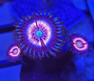 Pink Cat Eye Zoas