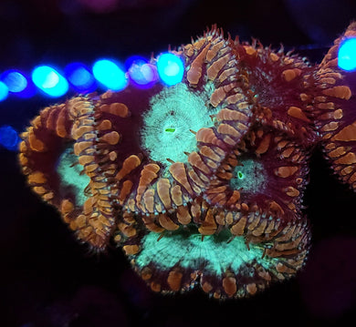 Pink & Teal Blasto Chunk