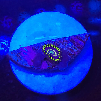 Frozen Hornet Zoas