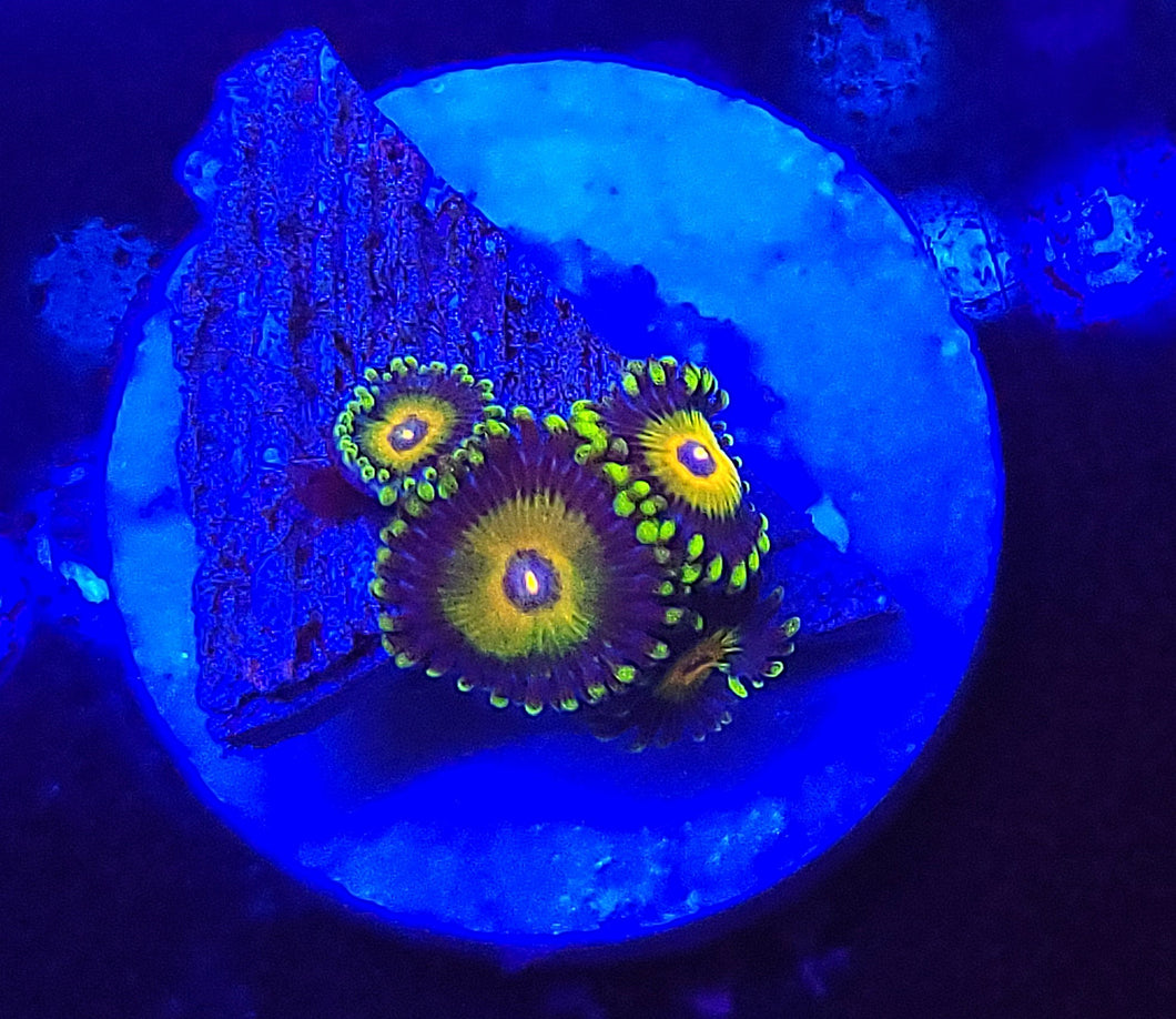 Super Sayian Zoas