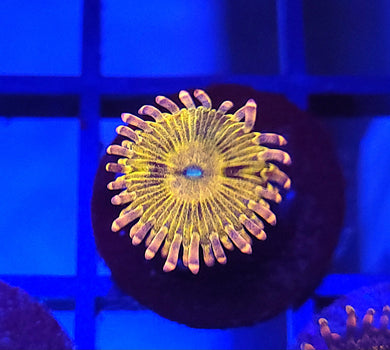 Pink Chiquita Zoa