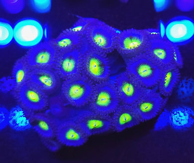 AOI Zoa frag 7-10 polyp