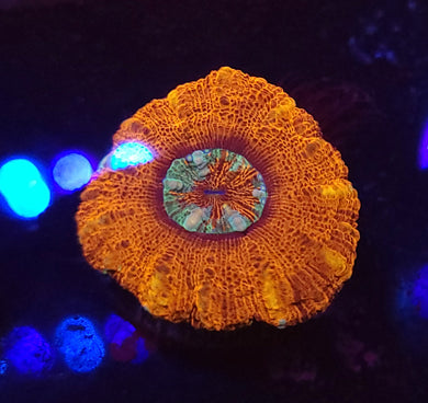 All Seeing Eye Button Scoly