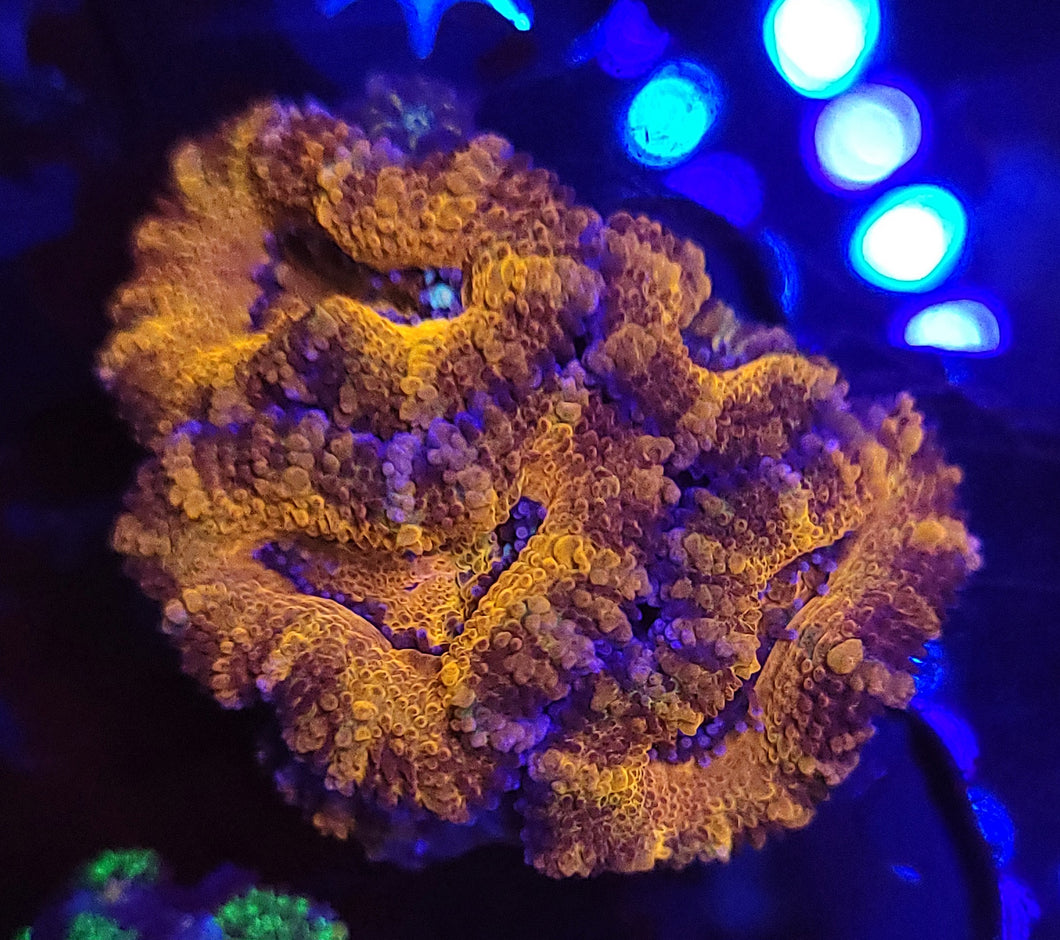 Inferno Acans