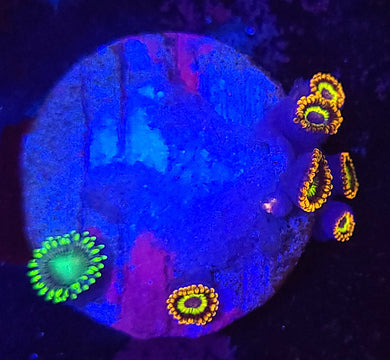 Fruit Loop / Dragon Eye Zoa Combo