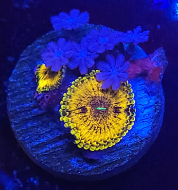 Golden Maul Zoas & Clove Polyp Combo