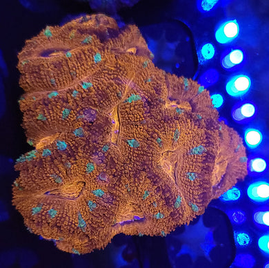 Frostbite Acan Mini-Colony