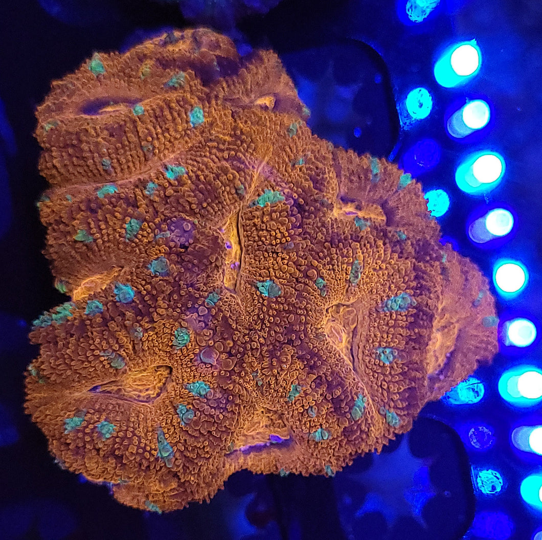 Frostbite Acan Mini-Colony