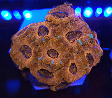 Peppermint Stripe Acan Disk