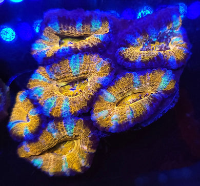 Pink Swirl Acan Chunk