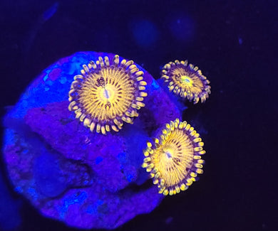 Pink Sakura Zoas