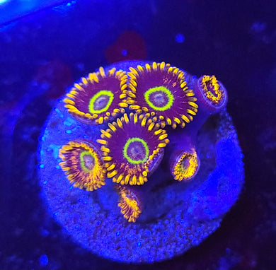 Rainbow Hornet Zoas