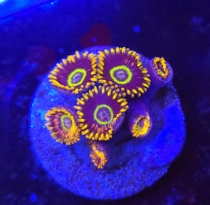 Rainbow Hornet Zoas