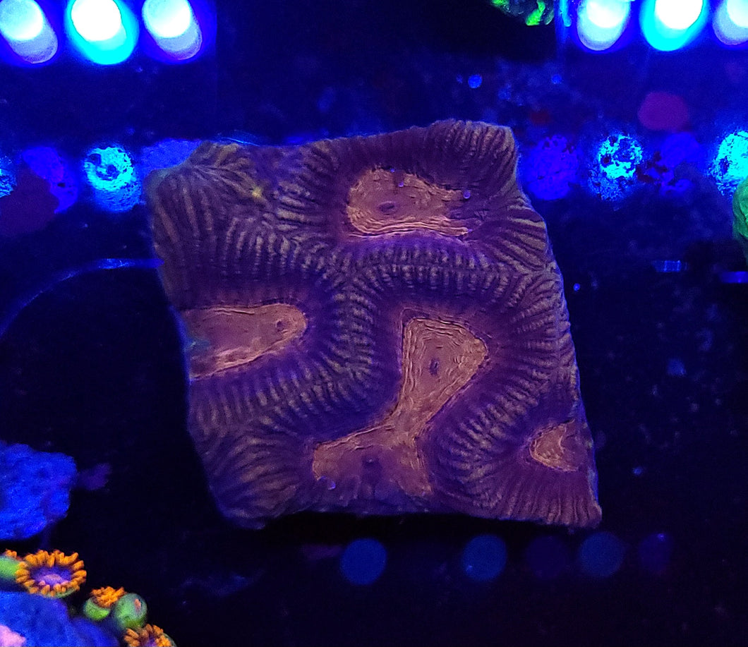 Pink Zebra Stripe Favia