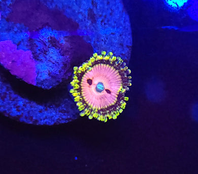Pink Diamond Zoa