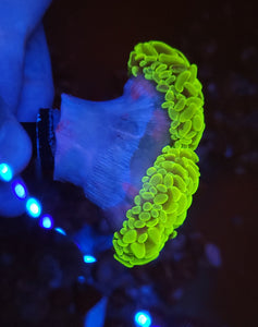 XL Aussie Toxic Splatter Hammer