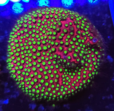 Pink Starburst Porites fully encrusted