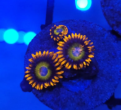 Blue Eye Blonde Zoas