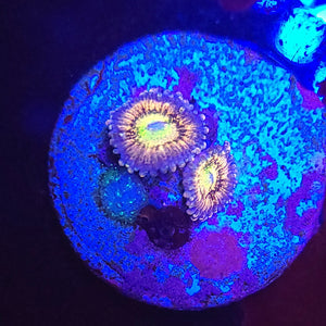 Pink Sakura Zoas