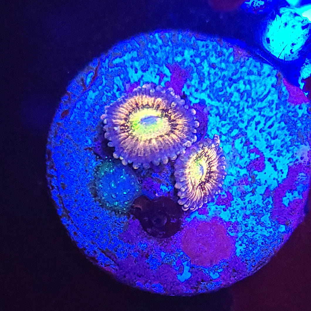 Pink Sakura Zoas