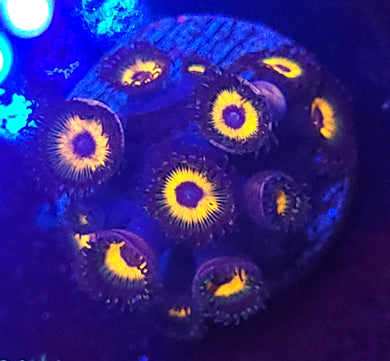 Reverse Bob Marley Zoas