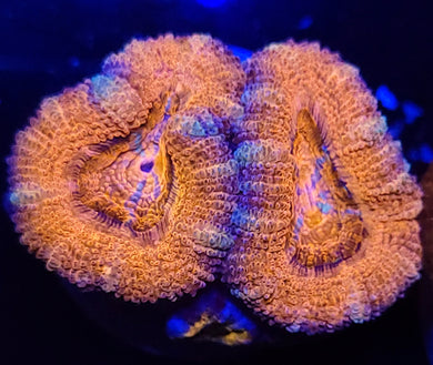 Pink Swirl Acans