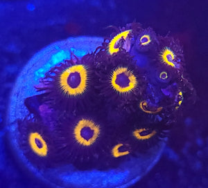 Reverse Rasta Zoas