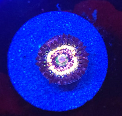 Pink Zipper Zoa