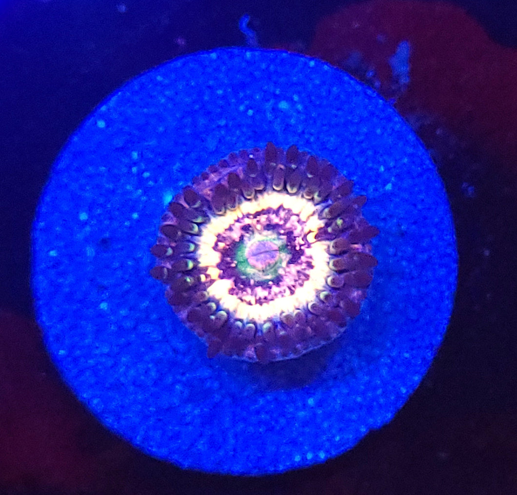 Pink Zipper Zoa