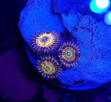 Pink Sakura Zoas