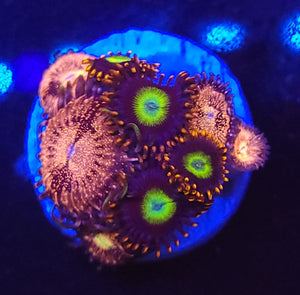 Pink Maul / Circus Zoa Combo