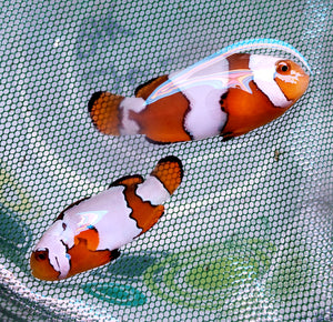 Snow Onyx Clownfish Pair